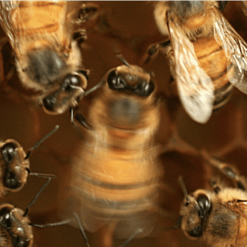 Daily Dive # 022 | Honeybees and the Waggle Dance: Instinct or Learned?: Part Two
